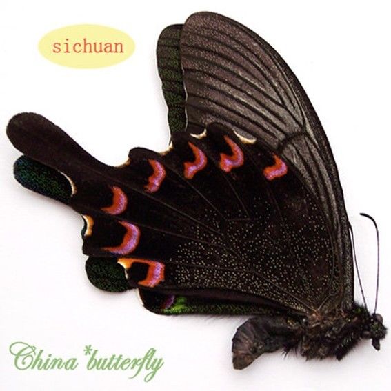 Papilio arcturus-bianor (hybrid-mosaic,LHW=papilio arcturus,RHW=papilio bianor)8 [Internet image property of respective owner, non commercial use only]